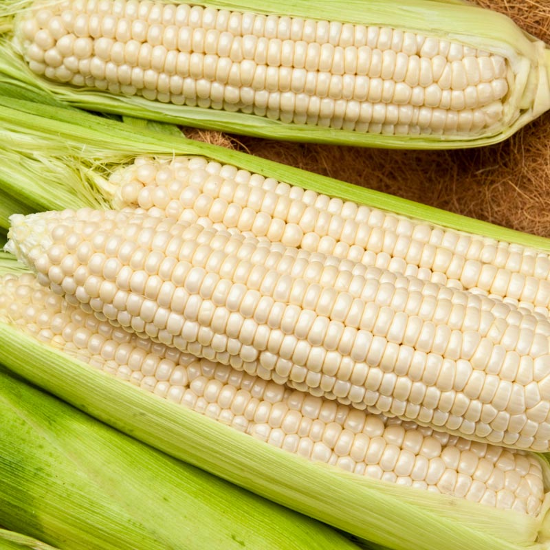 waxycorn