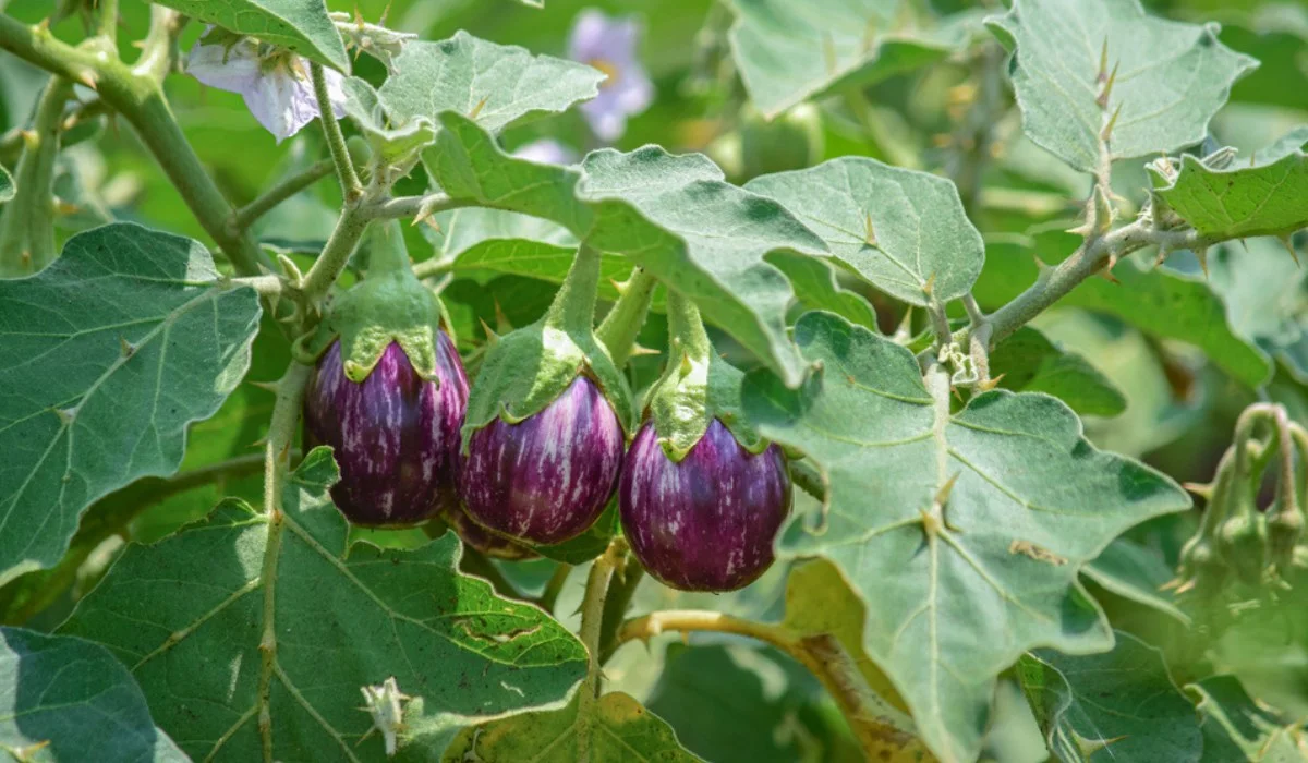 Brinjal