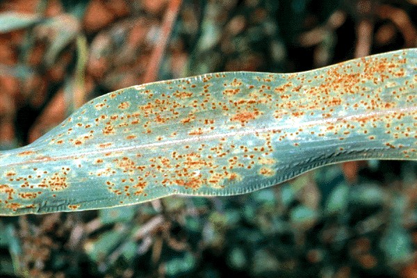 Finger Millet