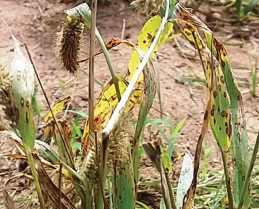 Finger Millet