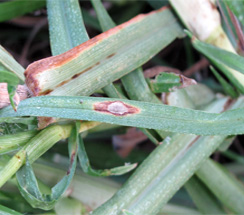 Foxtail Millet