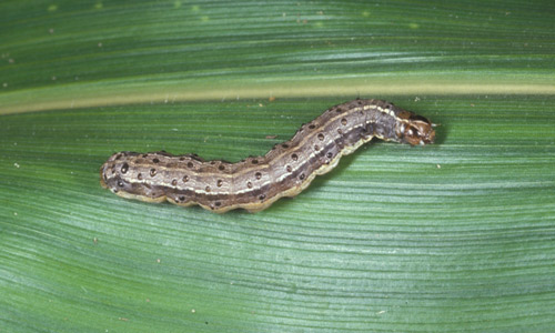 Foxtail Millet