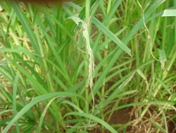 Foxtail Millet