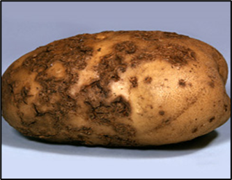 Potato