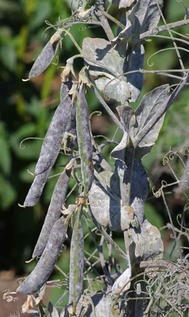 Field Pea