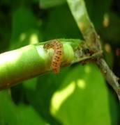 Field Pea