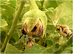 Brinjal