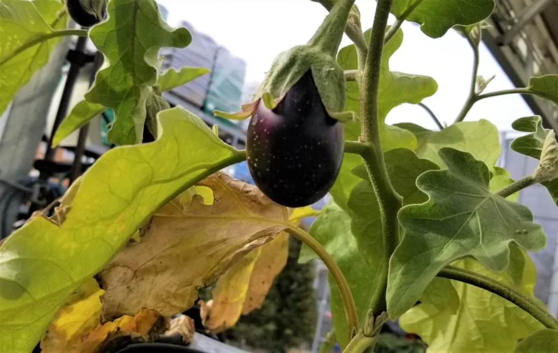 Brinjal