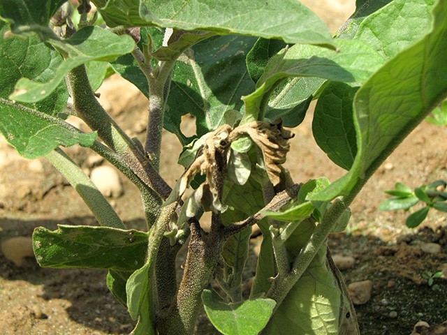 Brinjal