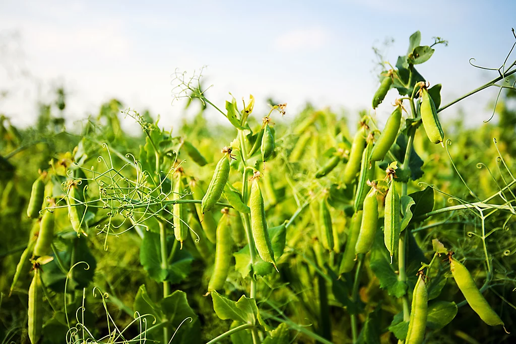 Field Pea