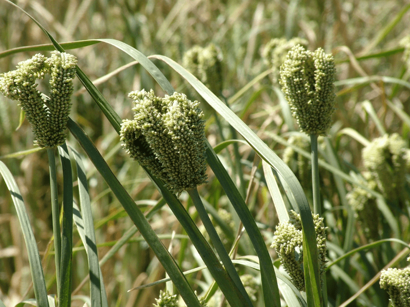 Finger Millet