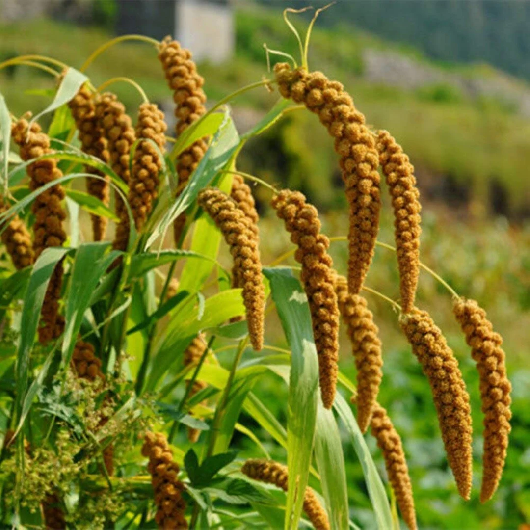 Foxtail Millet