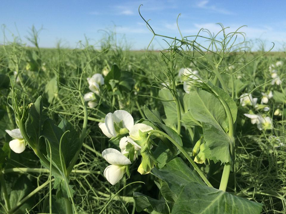 Grass Pea