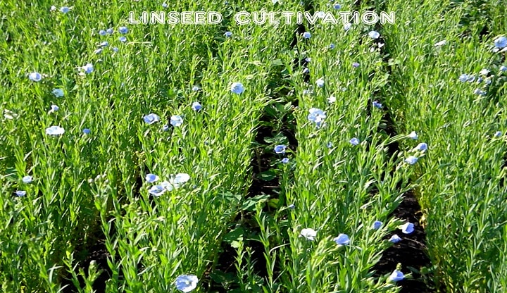 Linseed