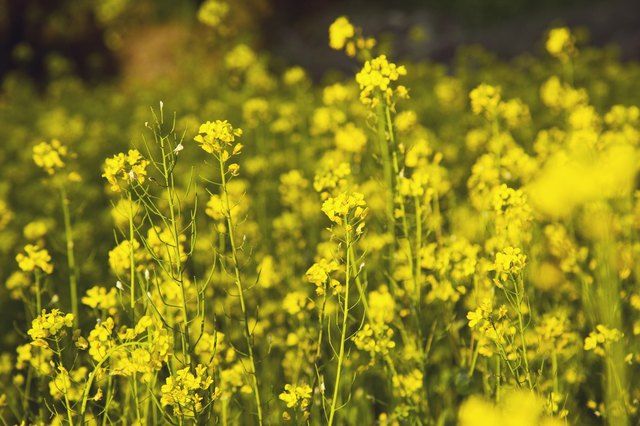 Rapeseed And Mustard